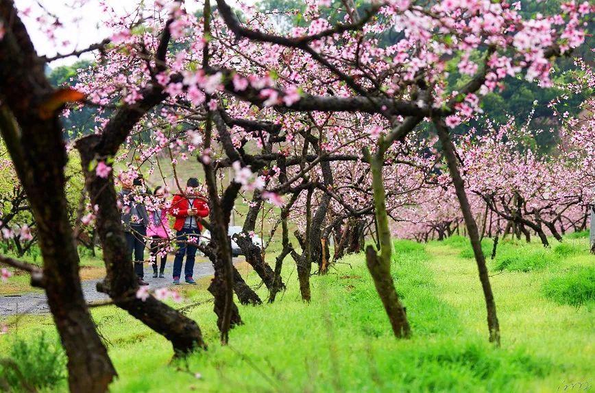 重庆消费市场逐步复苏 CPI开始出现“止跌”迹象