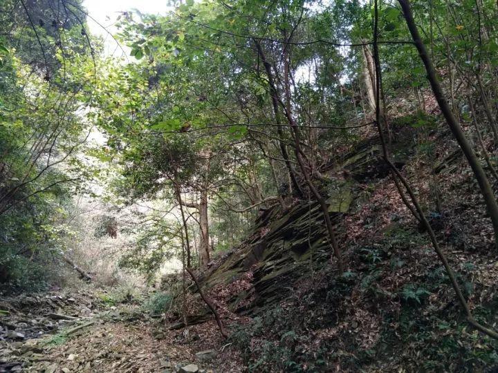 魔狐泡泡龙