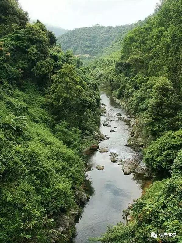 疯狂的小偷
